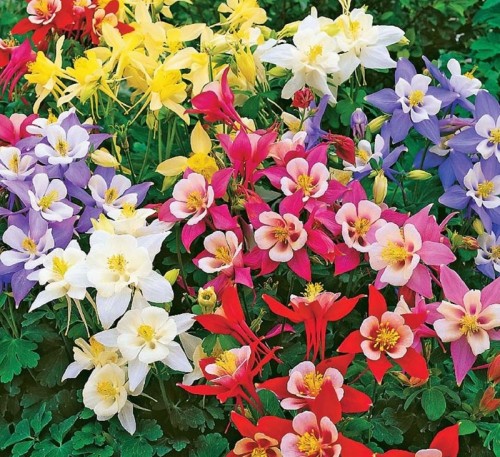 AQUILEGIA MIX